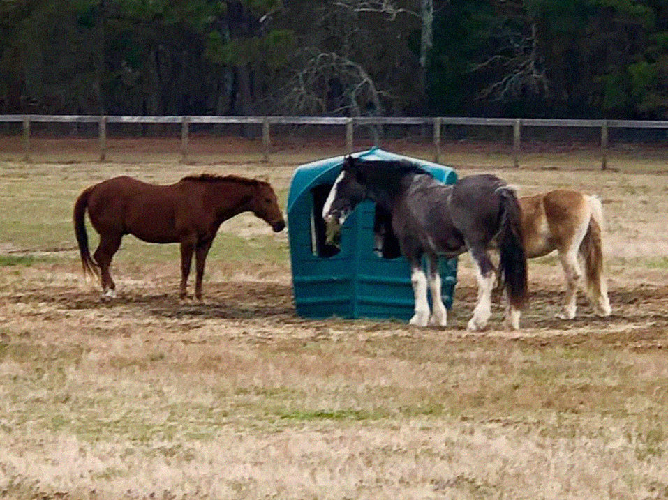 Horses sharing a Hayhut