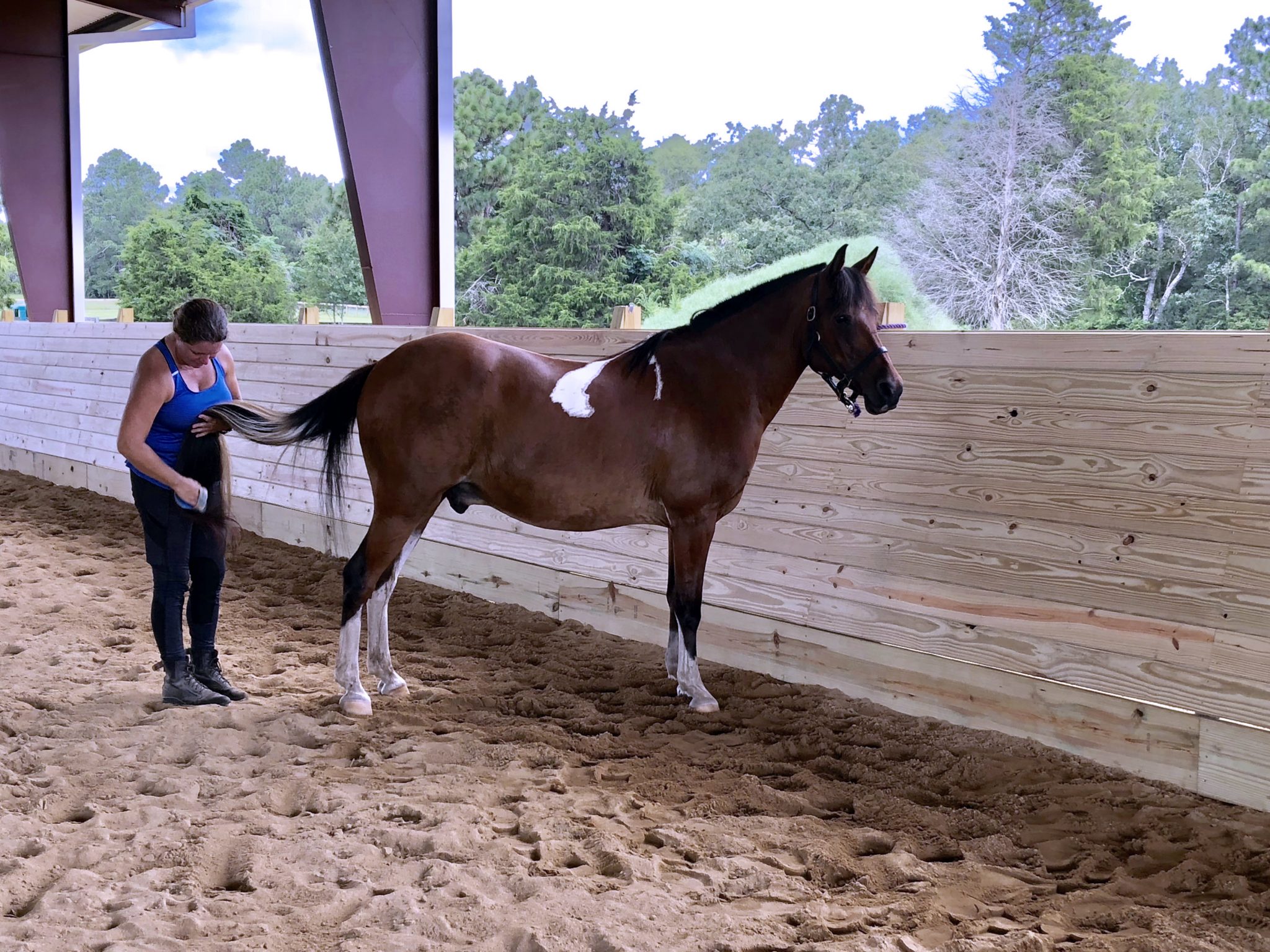 Trailer in with your own horse for a lesson in our covered arena.